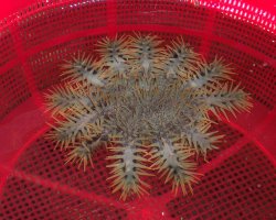 Image copyright (c) Aquascapes Philippines Co.