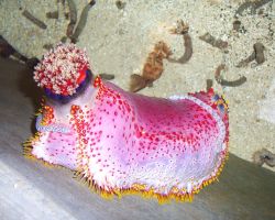 Image copyright (c) Aquascapes Philippines Co.