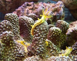 Image copyright (c) Aquascapes Philippines Co.