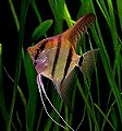 freshwater fish