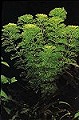 aquarium plant