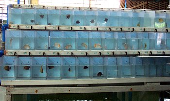 individual holding tanks for fishes