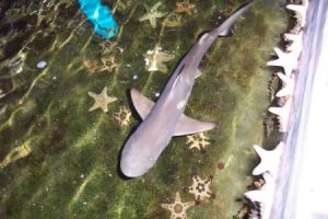 Black Tip White Shark