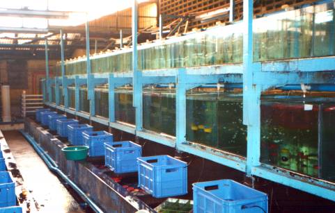 marine fish aquarium tanks and plastic trays