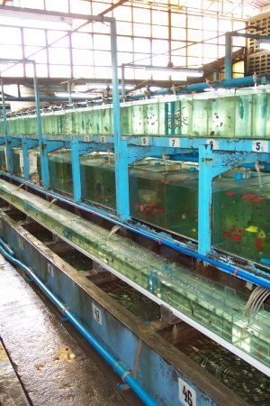 marine fish aquarium tanks and glass dividers