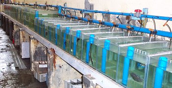 aquarium tanks with adjustable dividers